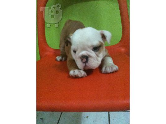 ENGLISH BULLDOG Μπουλντόγκ